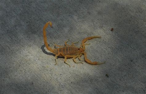Arizona bark scorpion   Wikipedia