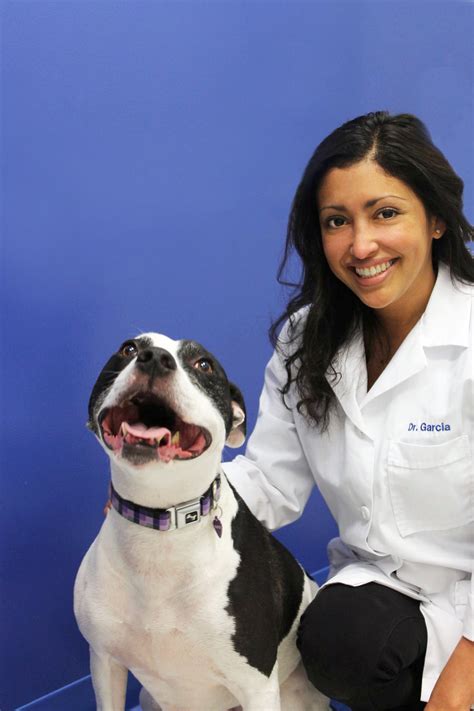 Arlington, VA Veterinarians, Animal Doctors Caring Hands Vet