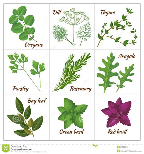 Aromatic herbs clipart   Clipground