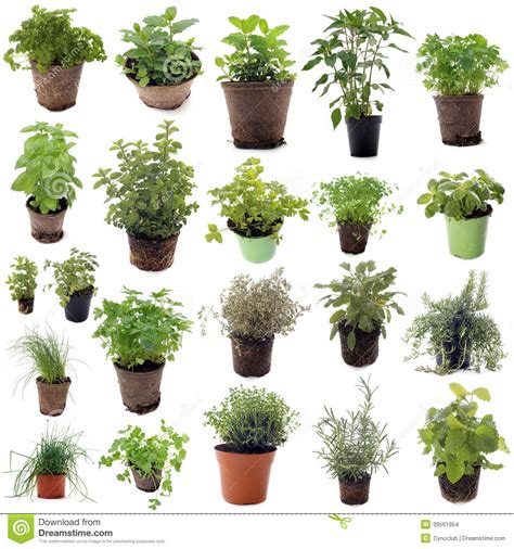 Aromatic herbs stock photo. Image of nature, basil, green ...