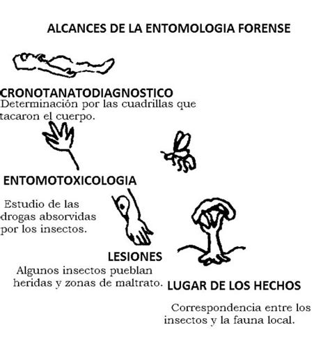 Arqueología forense  página 4    Monografias.com