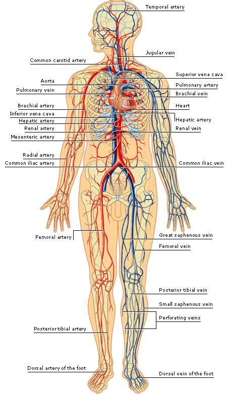 arteries and veins of the human body | arteries inside the ...