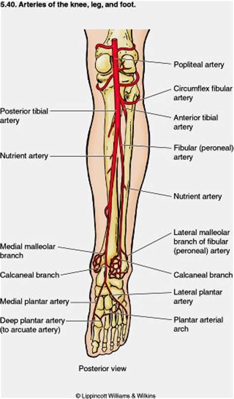 Arteries on X1: Lower Limb