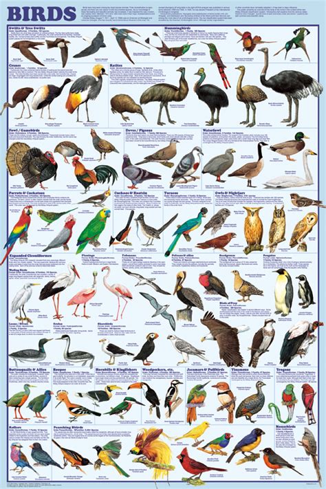 arthropodsbio11cabe   Birds