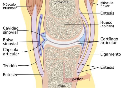 Articulación  anatomía    Wikipedia, la enciclopedia libre