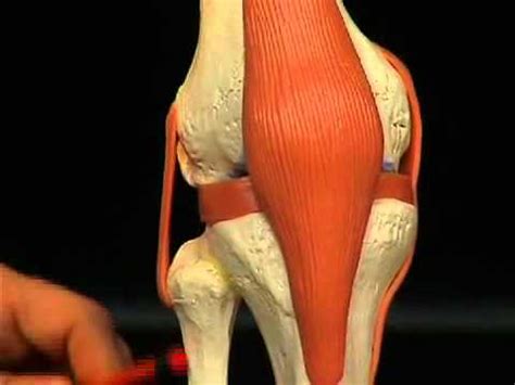 Articulacion de la rodilla. Anatomia de la Rodilla   YouTube
