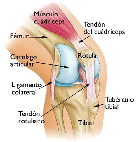 Articulación de la rodilla: anatomía, función, tipo ...
