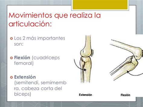 Articulacion de la rodilla expo.