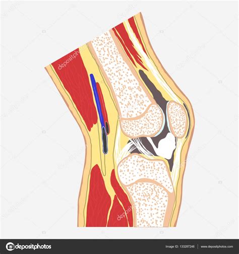 articulación de la rodilla humana — Archivo Imágenes ...
