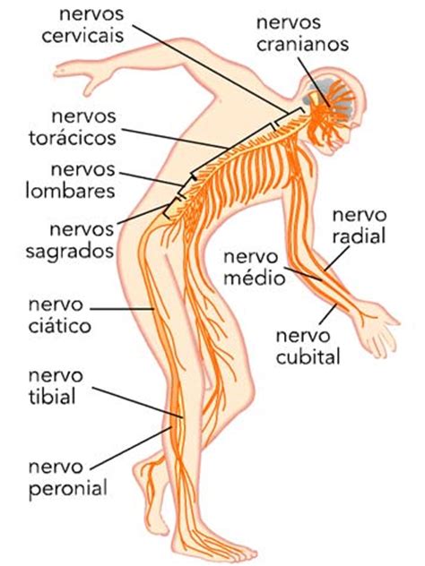 Artigo de apoio Infopédia   sistema nervoso  organização