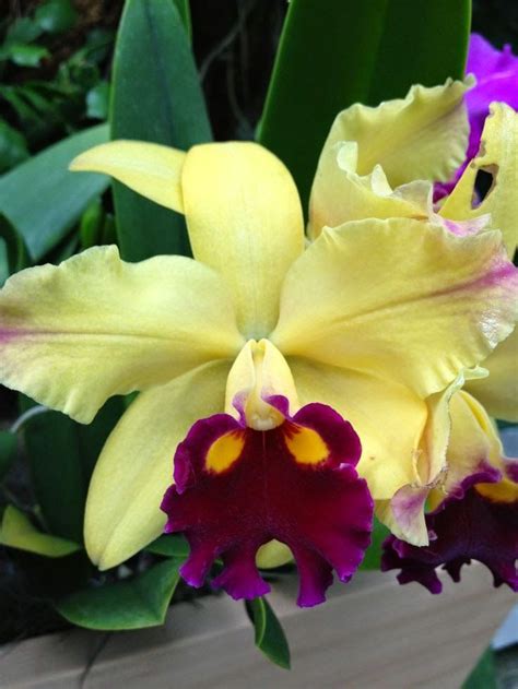 As 25 melhores ideias de Orquideas cultivo no Pinterest ...