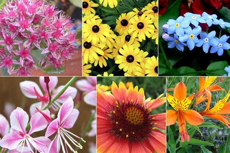 As melhores flores perenes para o seu jardim | O Meu Jardim