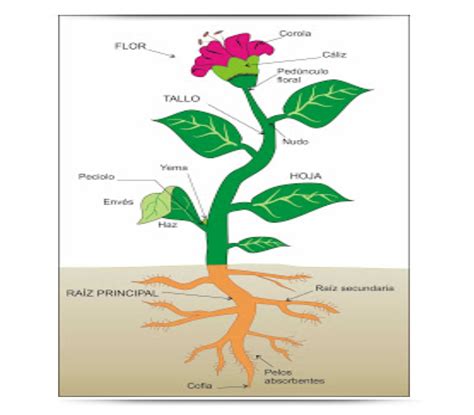 As plantas – Educación Primaria