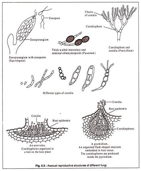 Asexual Reproduction In Fungi | www.pixshark.com   Images ...