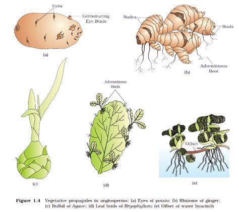 Asexual Reproduction in Plants | Study Material   Science ...