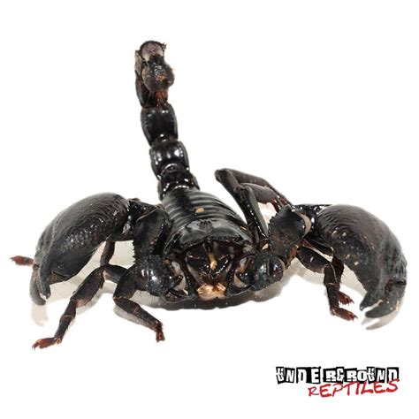 Asian Forest Scorpions For Sale   Underground Reptiles