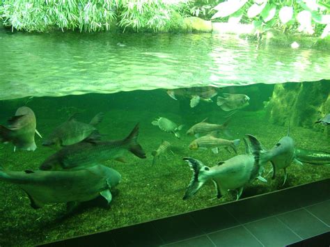 Asian River Exhibit at Berlin Zoo Aquarium, 31/08/11 ...