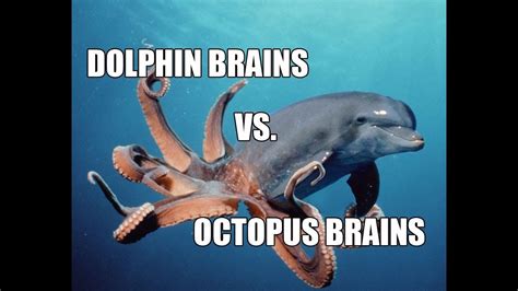 Ask Joe #18   Dolphin vs. Octopus   Which is smarter ...