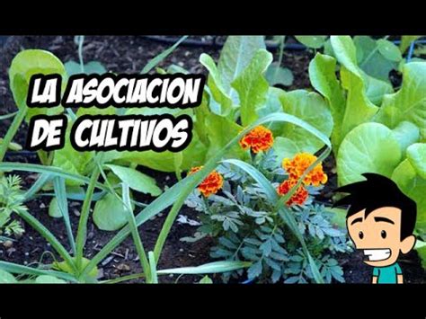 Asociación de Cultivos en el Huerto | EN DIRECTO #5   YouTube