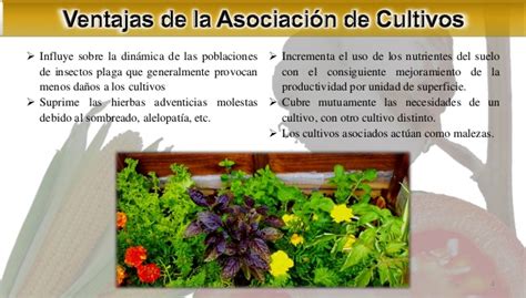 Asociación y Rotación de Cultivos