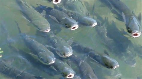 Asturias y los peces cantores del rio Deva   YouTube