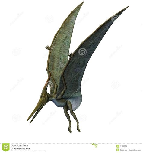 Aterragem Do Dinossauro De Pteranodon Imagens de Stock ...