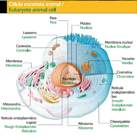 atervux: celula vegetal y sus partes