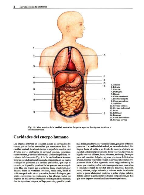 Atlas Fotografico de Anatomia del Cuerpo Humano   Ciencia ...