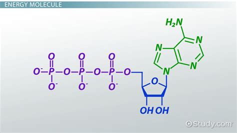 ATP: Definition & Molecules   Video & Lesson Transcript ...