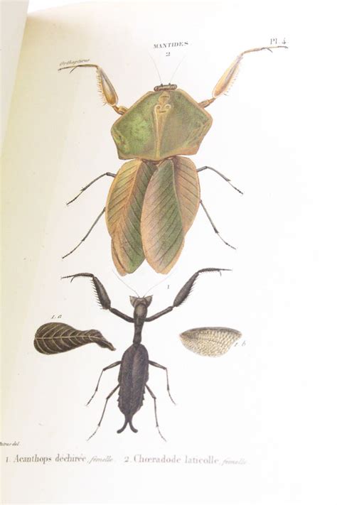 AUDINET DE SERVILLE : Histoire naturelle des insectes ...