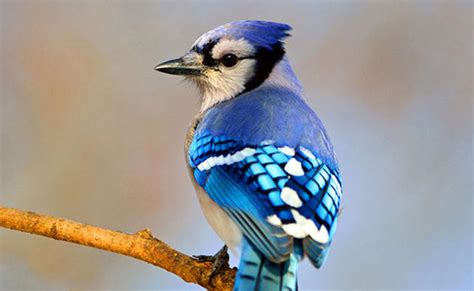 Audubon Bird Houses, Bird Feeders & Accessories | Audubon