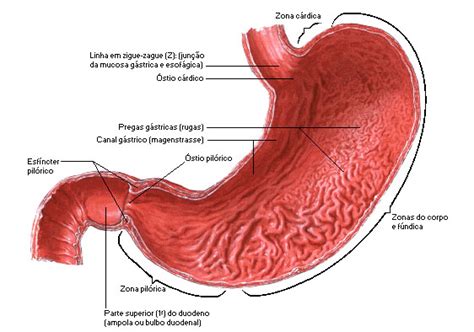 Aula de Anatomia | Sistema Digestório