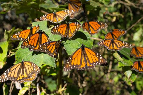 Aumenta la superficie ocupada por la mariposa monarca en ...