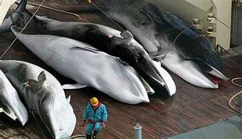 Australia condena la caza de ballenas de Japón en el ...
