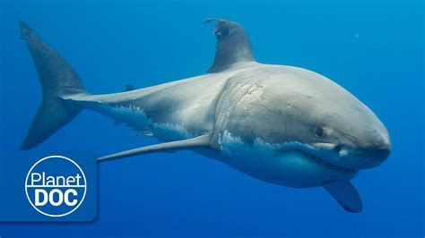 Australia. El Gran Tiburón Blanco | Documental Completo online
