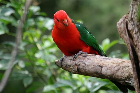 Australian King Parrot | BIRDS in BACKYARDS