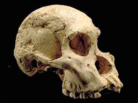 Australopithecus africanus  STS 71 | 9 Australopithecus ...