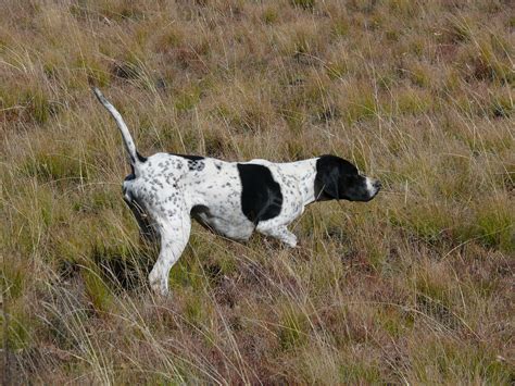 AutoGuau: Adiestramiento de perros de caza