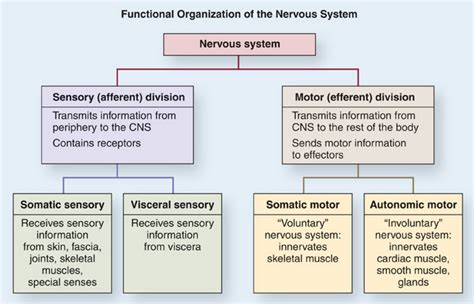 Autonomic Nervous System   Cellular And Molecular Biology ...