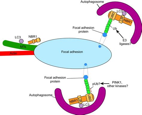 Autophagy in adhesion and migration | Journal of Cell Science