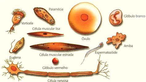 AVALIANDO: A célula: diferentes tipos e o microscópio