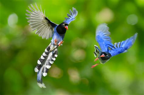 ave del paraiso azul   Buscar con Google | pajaros ...