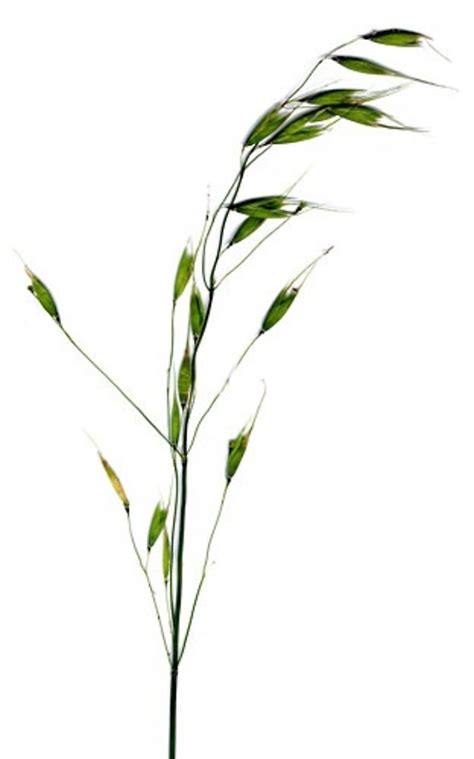 Avena fatua  wild oat : Go Botany