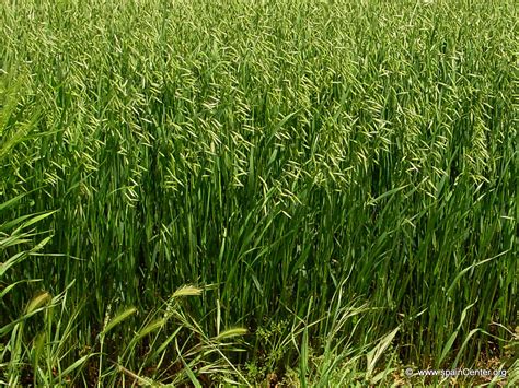 Avena fotos cultivos Campos de Castilla La Mancha