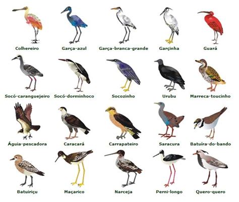 Aves aquáticas, muitas espécies | Dica Rapida