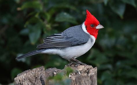 Aves: As 7 espécies mais bonitas do Brasil   Portal dos ...