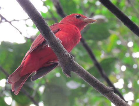 Aves | Biodiversidad Mexicana