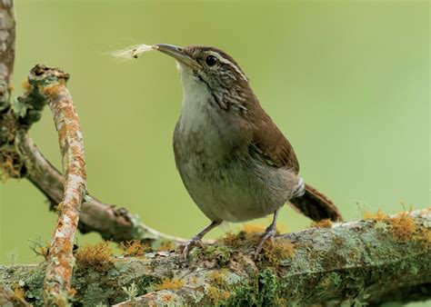Aves colombianas en alerta roja | Esfera Viva