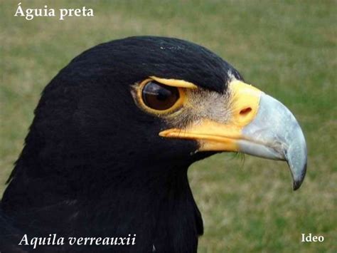 Aves de Angola AVES DE RAPINA