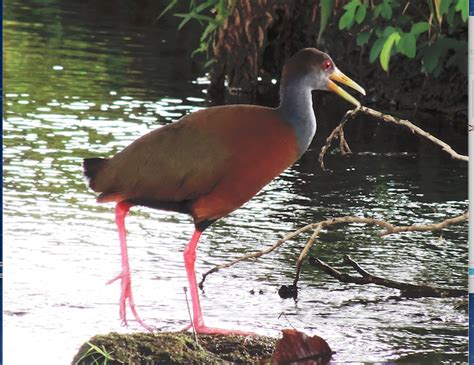 Aves de cantos extraños y nocturnos | El Jornal Costa Rica